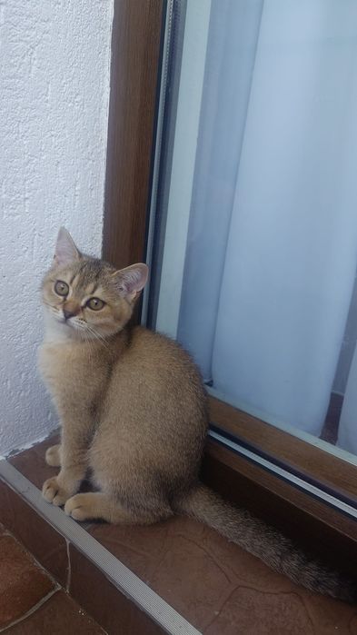 British shorthair cu pedigree golden si silver