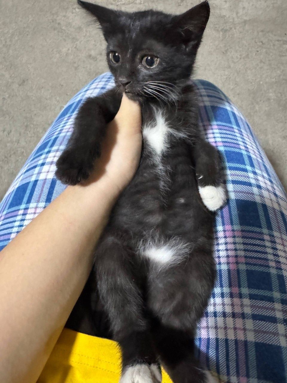 Отдам котят в хорошие руки