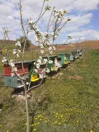 Vand familii de 10 albine cu lada model dadant  -  500 lei negociabil