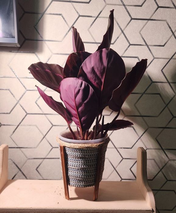 Калатея Розеопикта Дотти