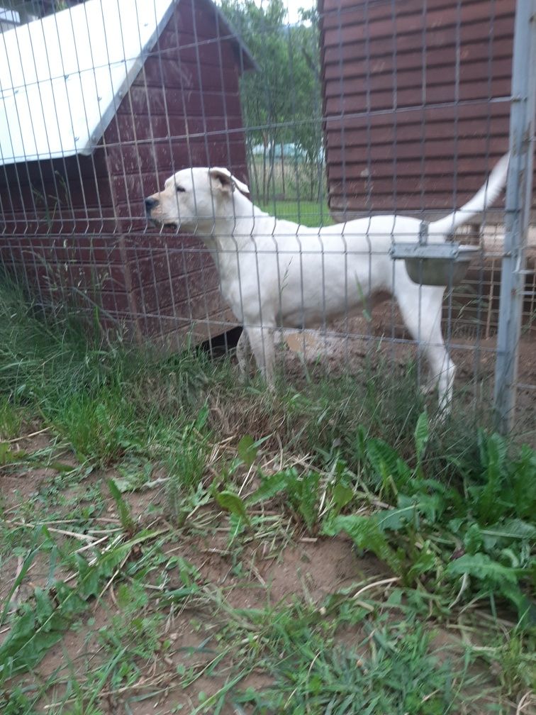dog argentinian pedigree