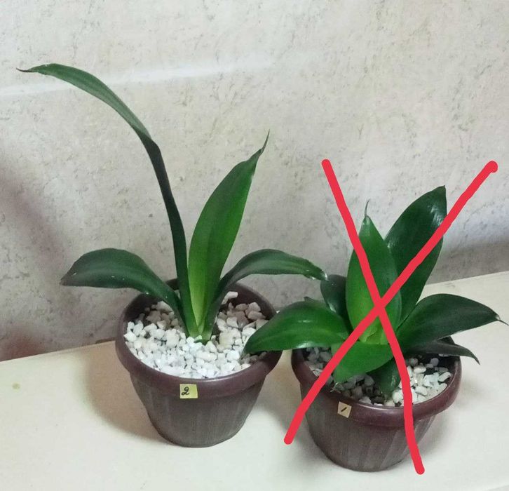 Продам.  Сансевиерия - чемпион по производству кислорода.