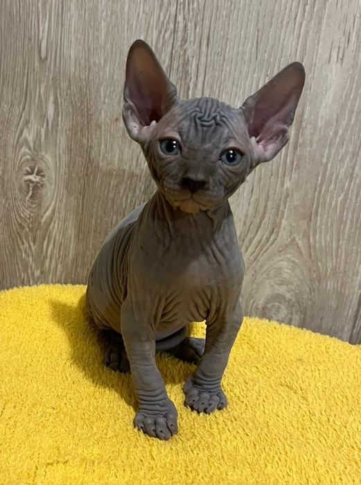 Sphynx Canadian pedigree si teste