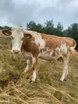 Vaca de vanzare!