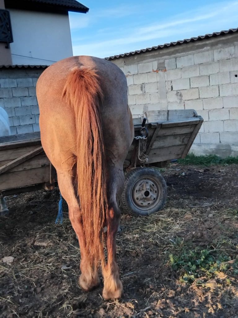 Vând iapa bună de căruță