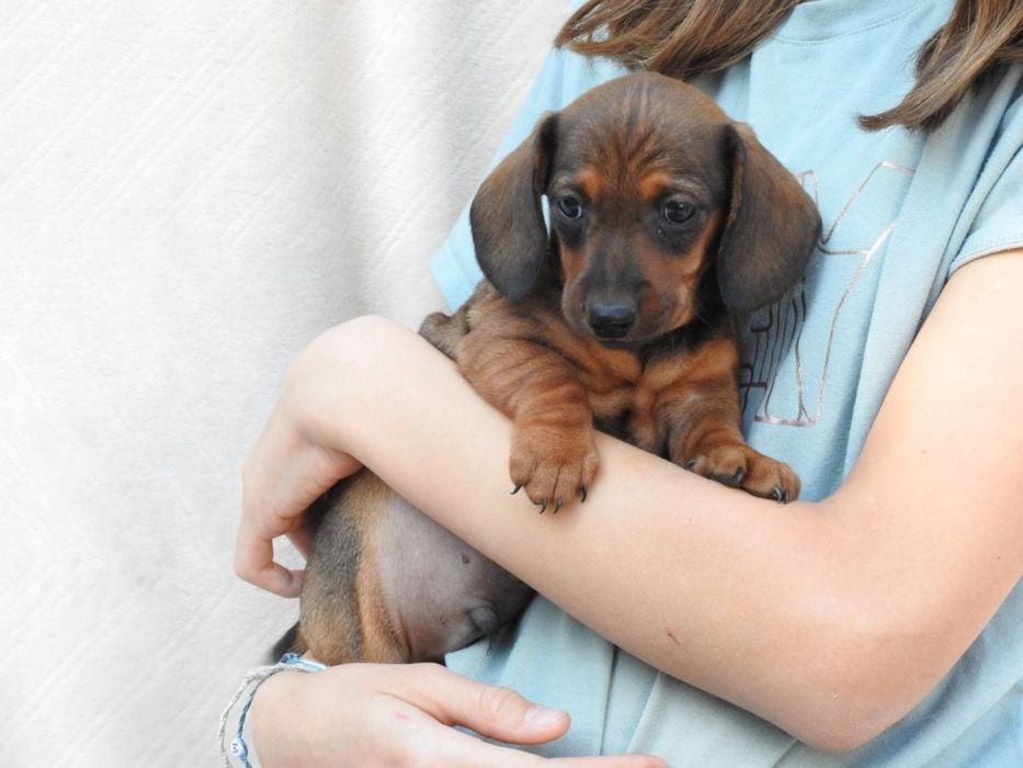 Mascul teckel 1000 lei