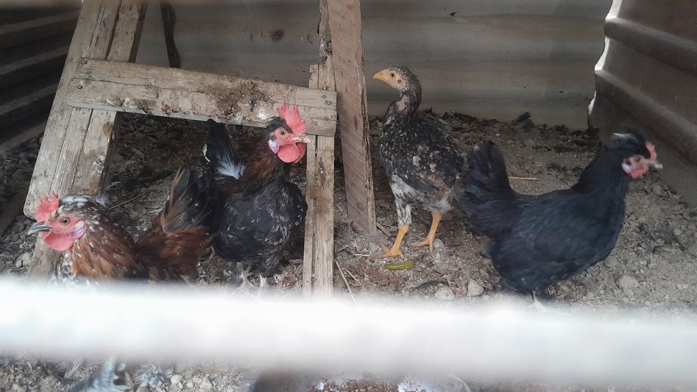 Японский шөже қораздар