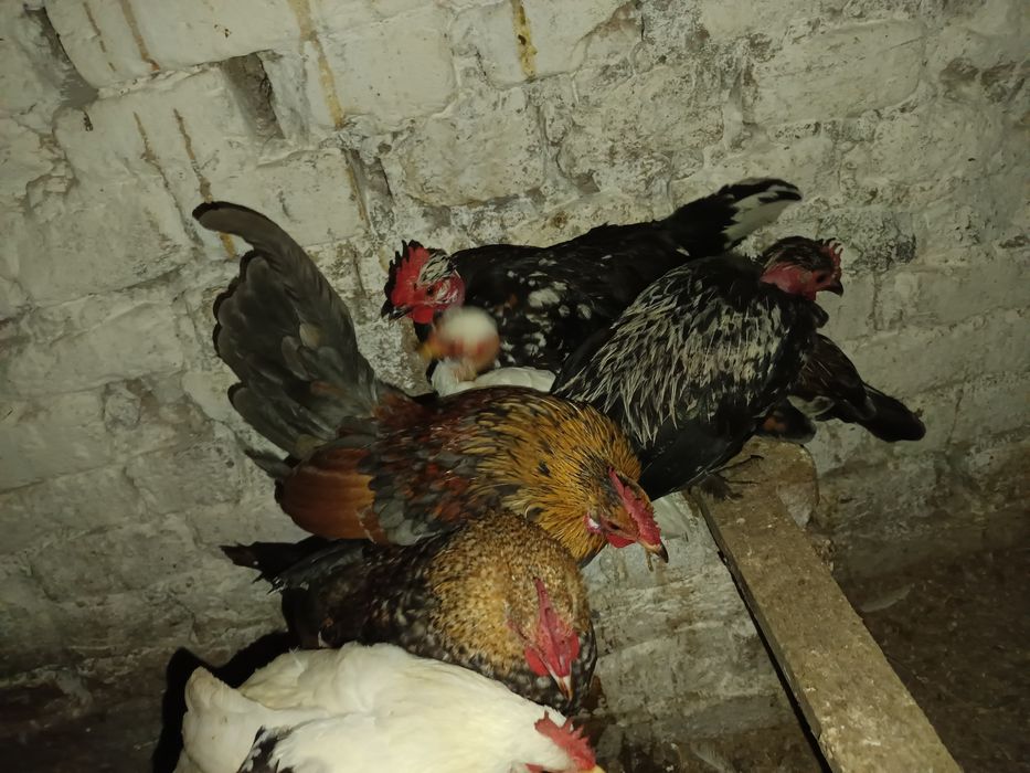 Vând cocoși pitici sau pereche