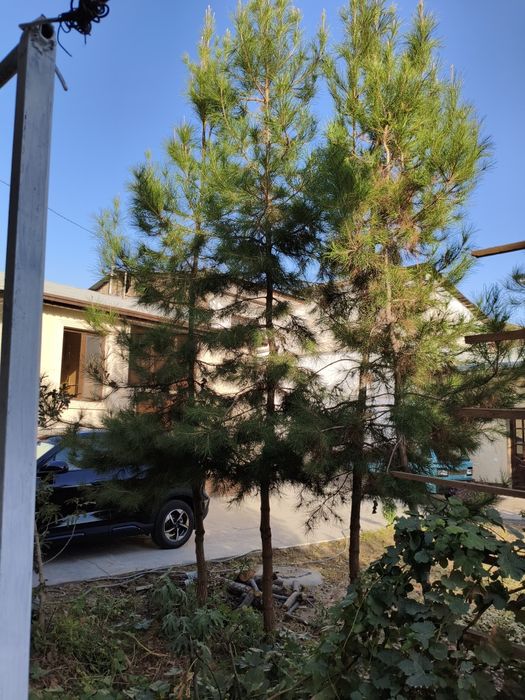 Сосна дерево двух-трёхлетний