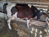 De vanzare vaca buna de lapte gestanta in 6 luni