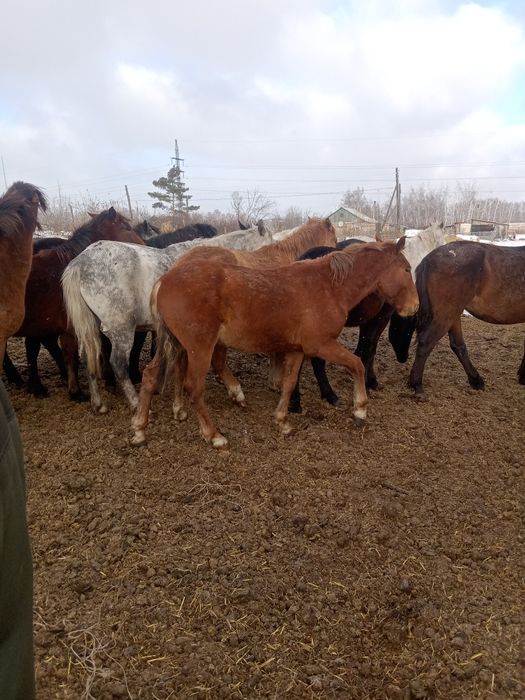 Продам лошадей оптом