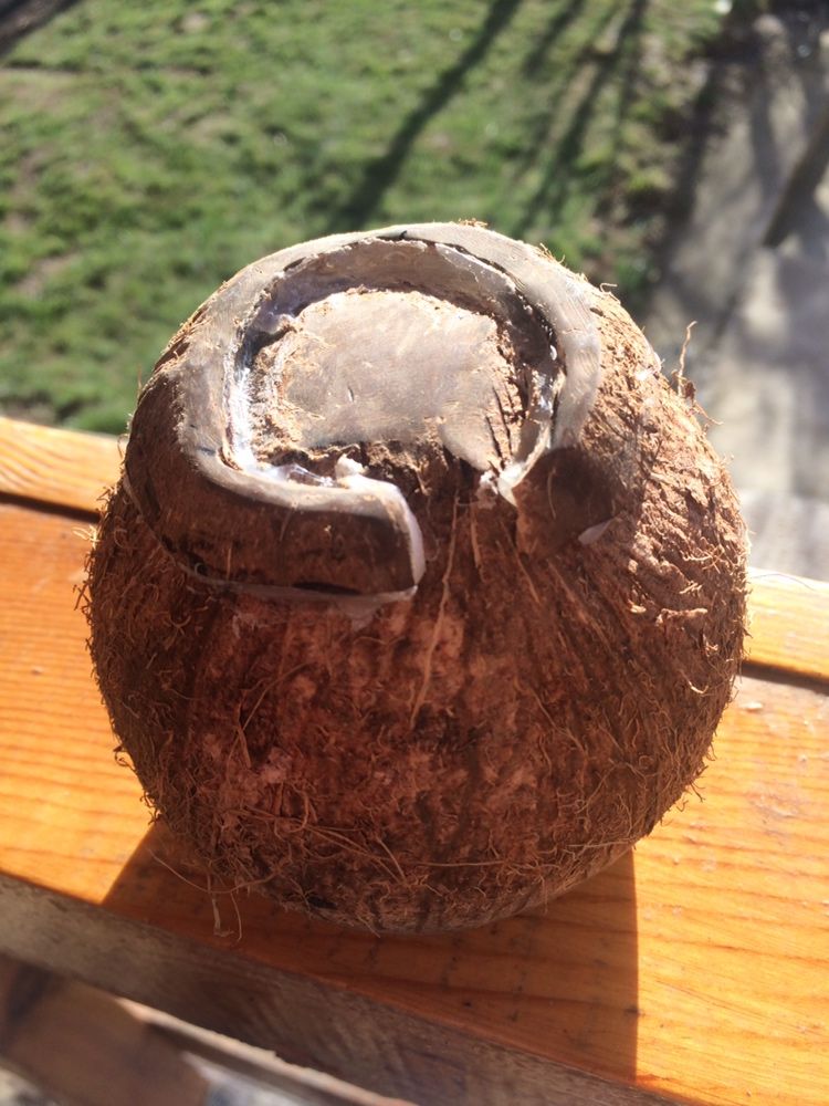 Ръчно изработени свещник / саксия, чаша от кокосов орех