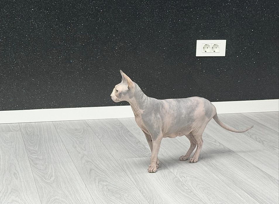 Pisica Sphinx femelă