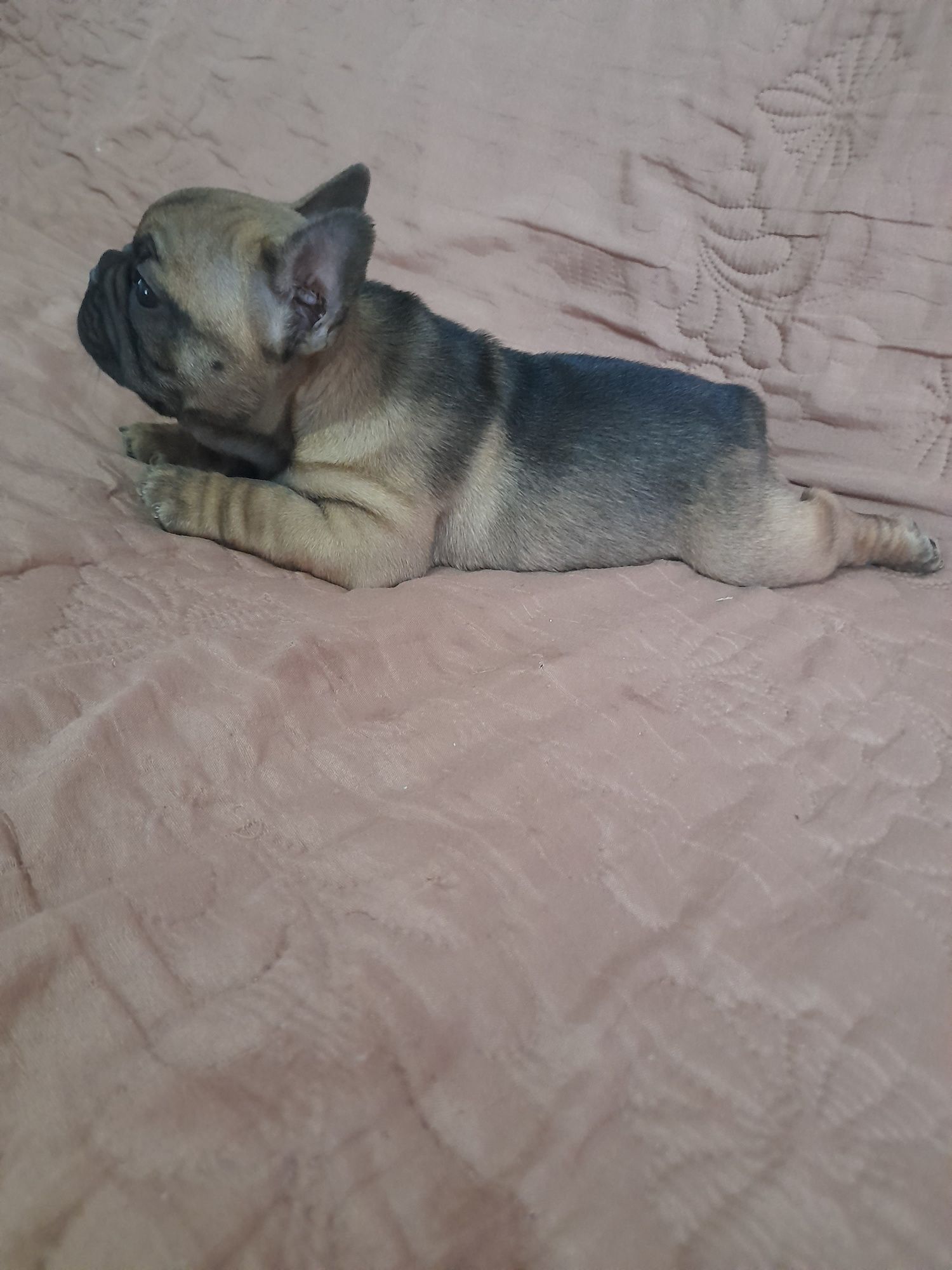 Bulldog francez talie mica