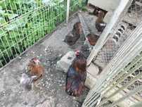 Ouă Araucana potarnichiu sălbatic