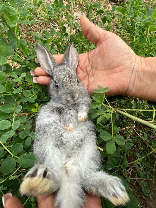 Домашний куёв болалари