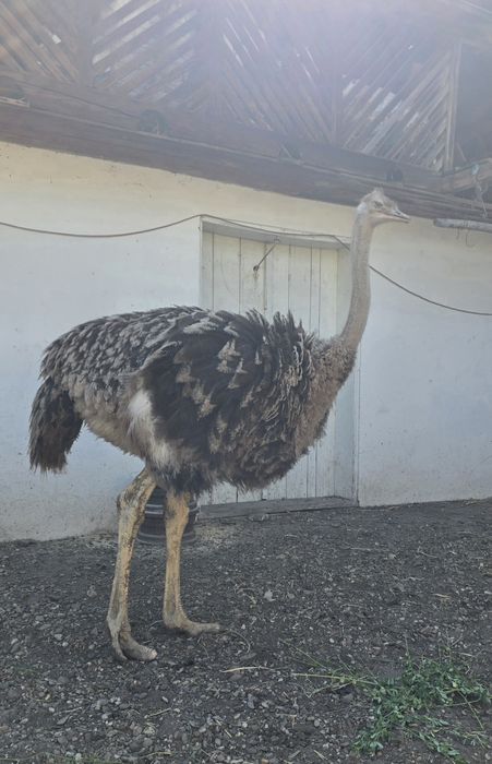 Struți de vânzare!