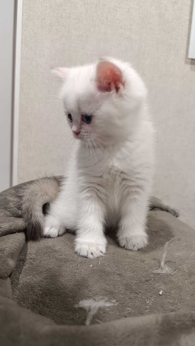 Шикарный британский котенок золотая поинтовая шиншила