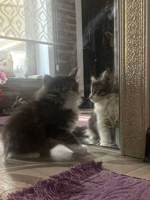 Домашние котята. Бесплатно в хорошие руки