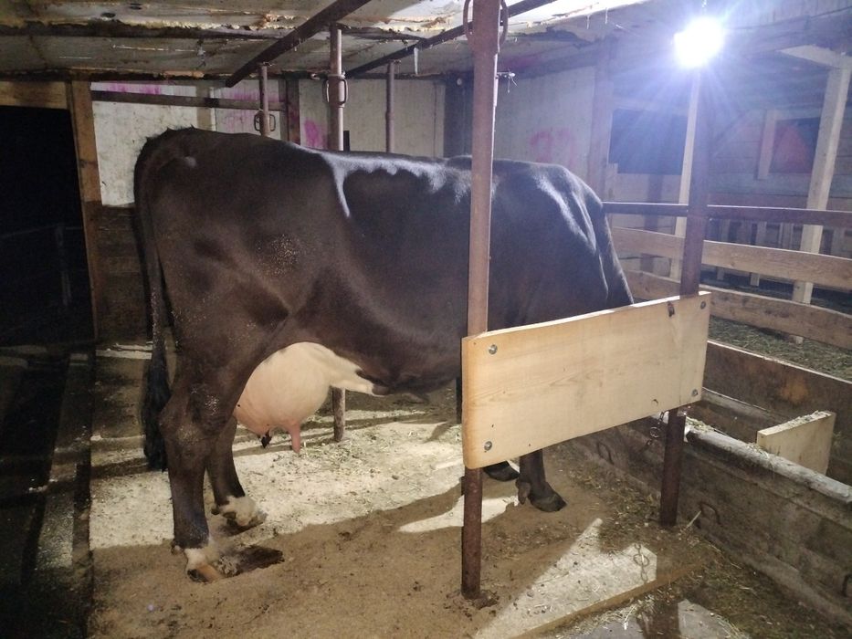 De vânzare vaca cu lapte