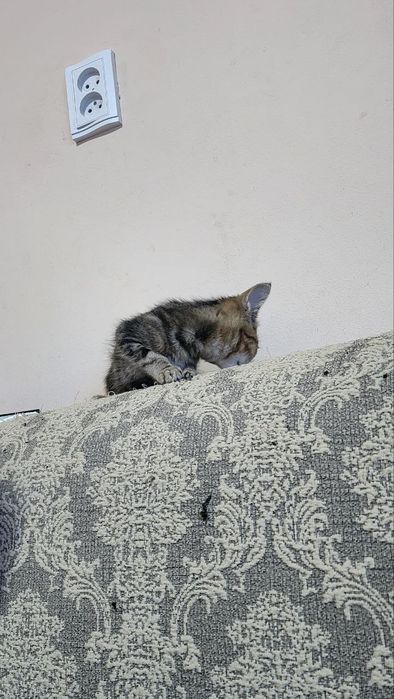 Кошка золотистая шиншилла