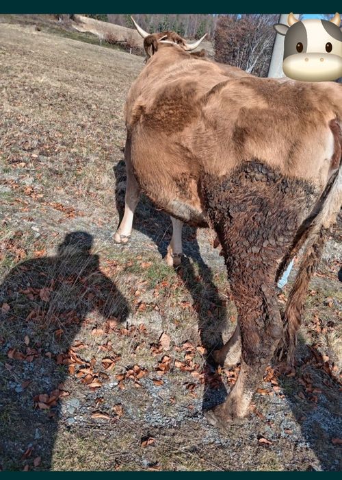 Vând vacă la prima fătare gestantă in 6 luni