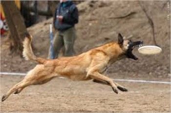 Щенок бельгийская овчарка (малинуа)