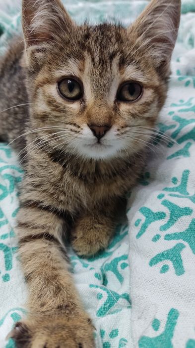 Котёнок девочка ищет дом!