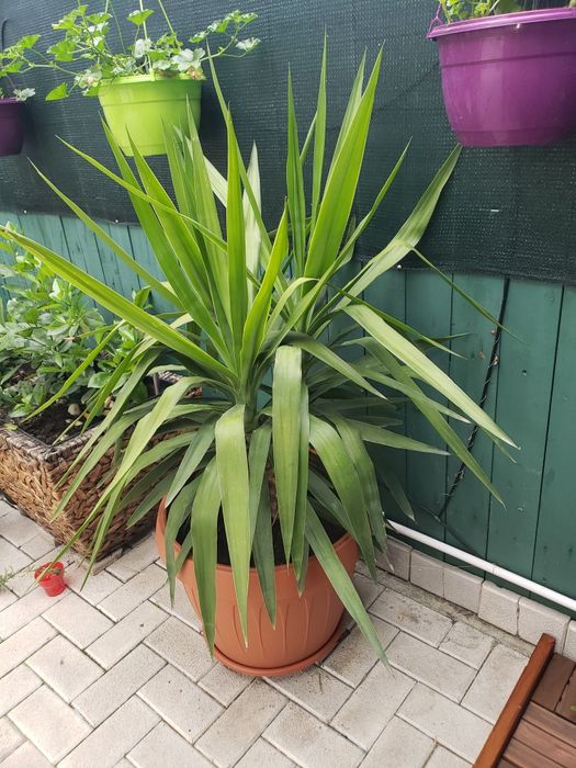 Schimb cu Maslin!Palmier,planta apartament-vila-casa,,curte Yucca,mare