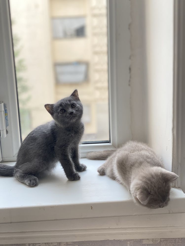 Scottish fold 2 ta.