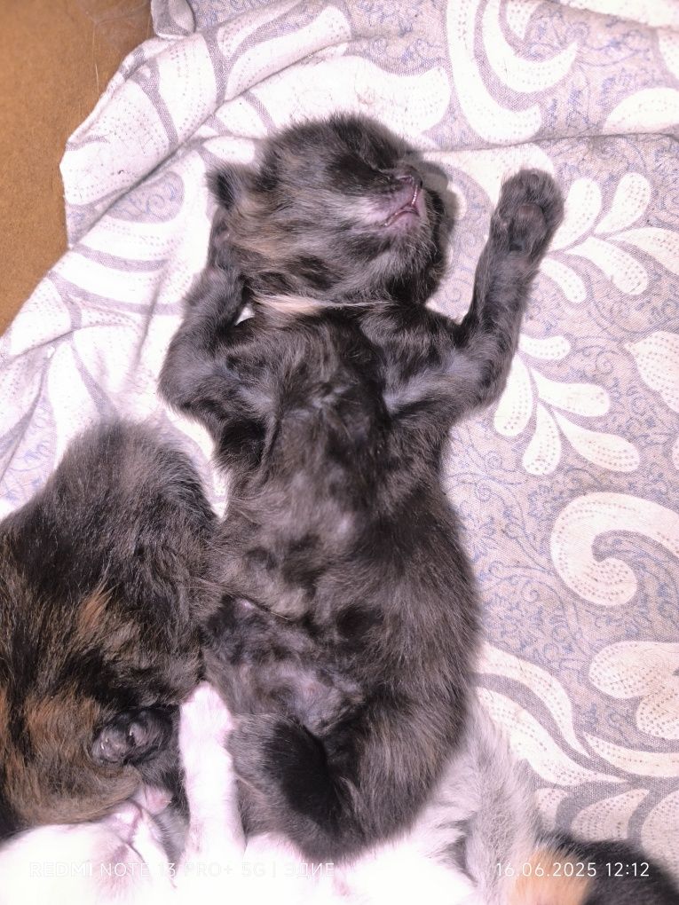 Котята в добрые кури