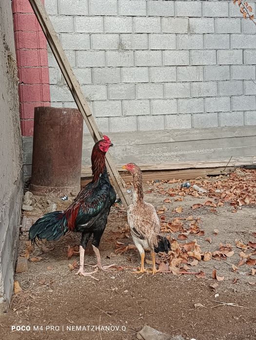 Daken koraz mekenimen birge