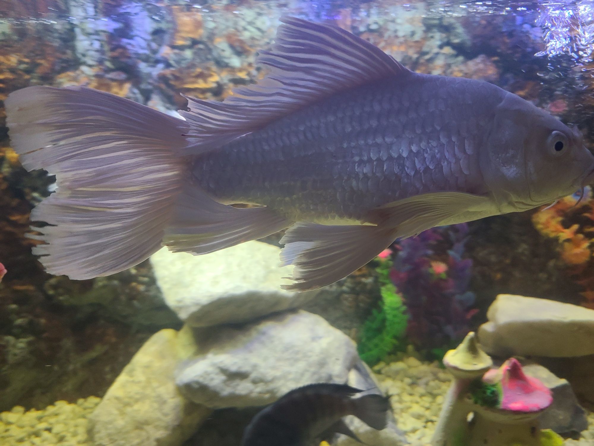Akvarium baliqlari har xil turdagi.  O‘lchamlari katta.