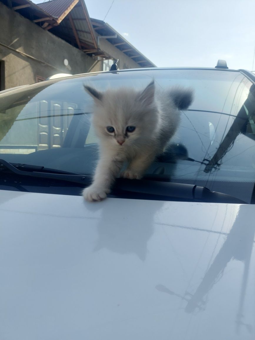 Продаётся котёнок девочка