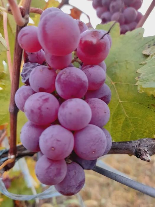 STRUGURII DE VIN producător
Strugur