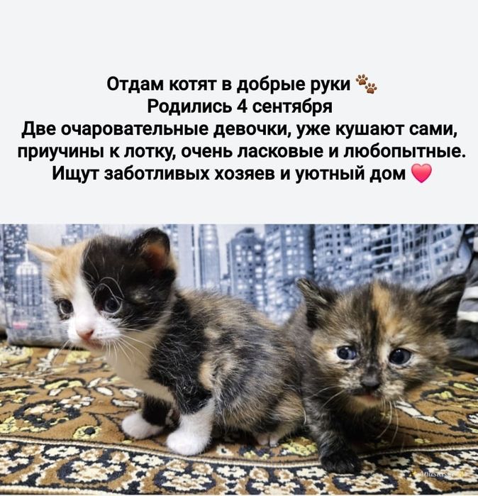 Котята приучины к лотку