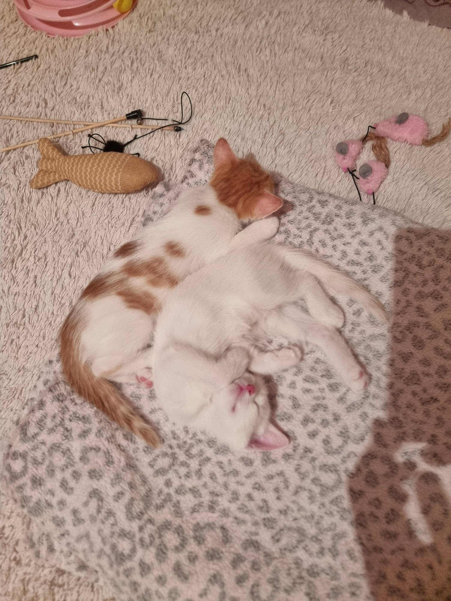 Домашние котята. Белый тайский ред поинт.