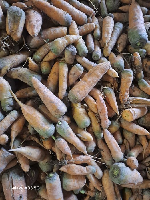 Моллик сабзи сотилади.