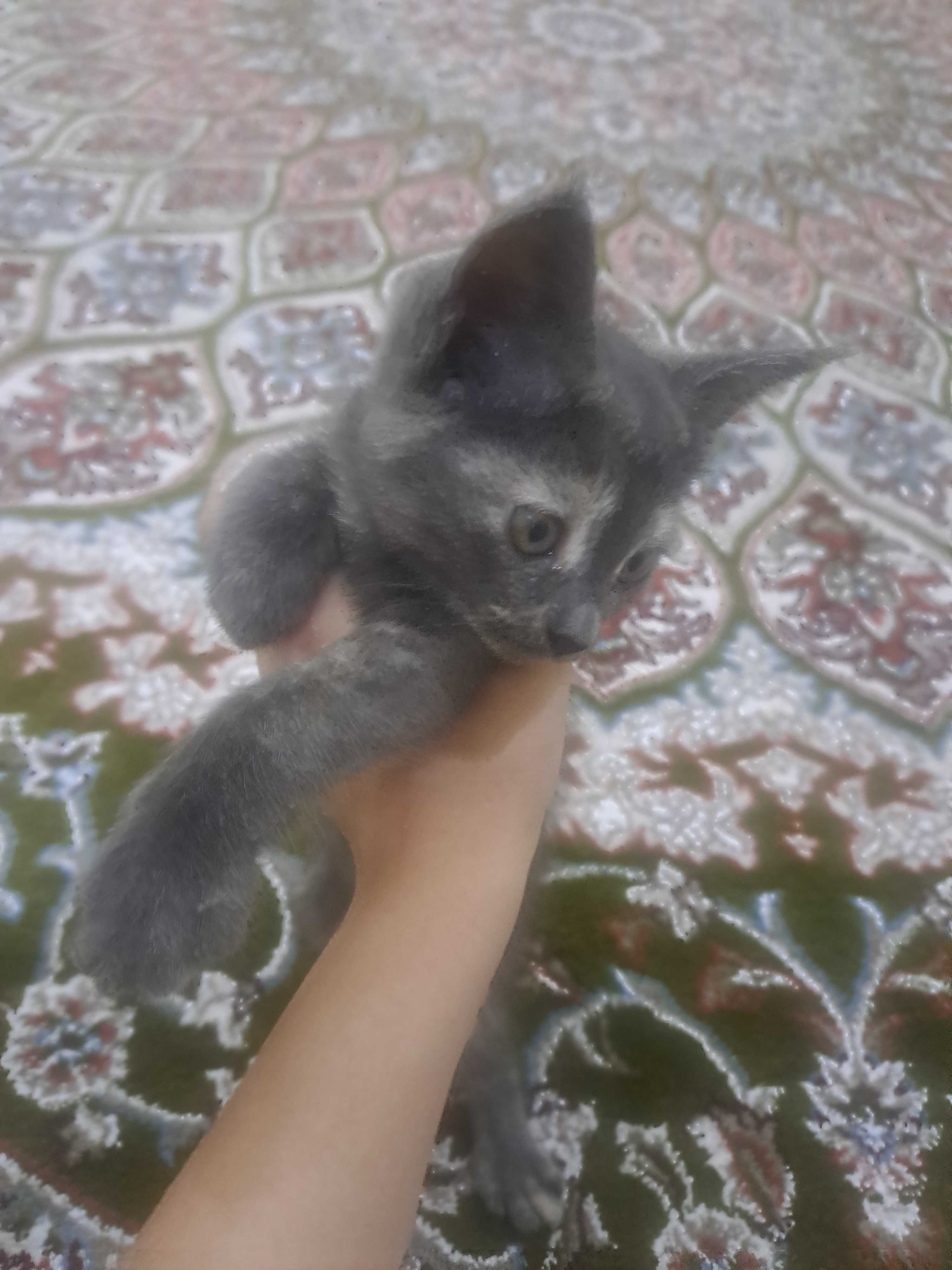 Mushukcha yoqimtoy