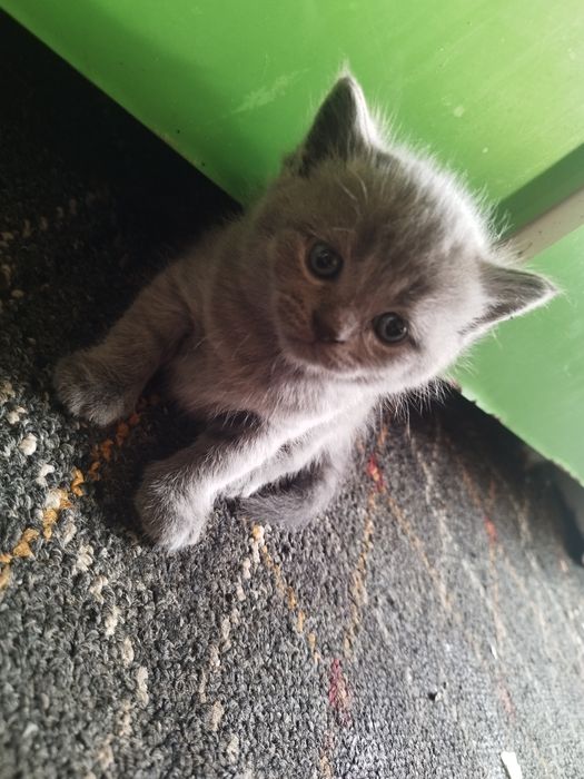 Скотиш страйт и фулд