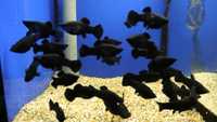 Молинезии черные аквариумные рыбки