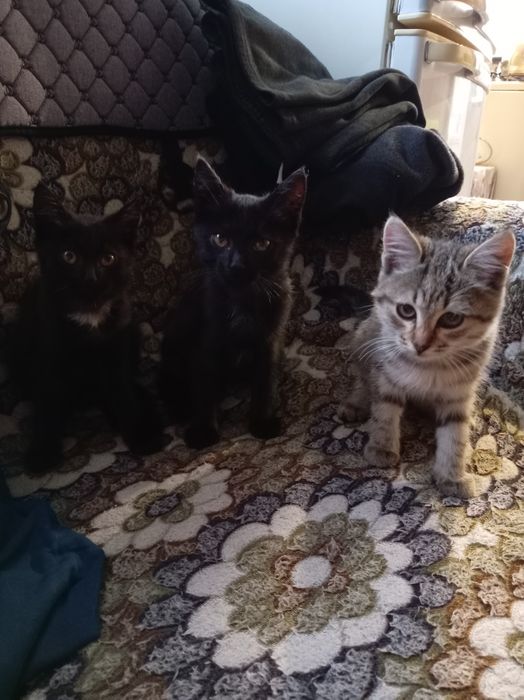Отдам котят в добрые руки