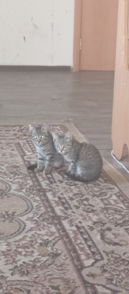отдам котят в добрые руки