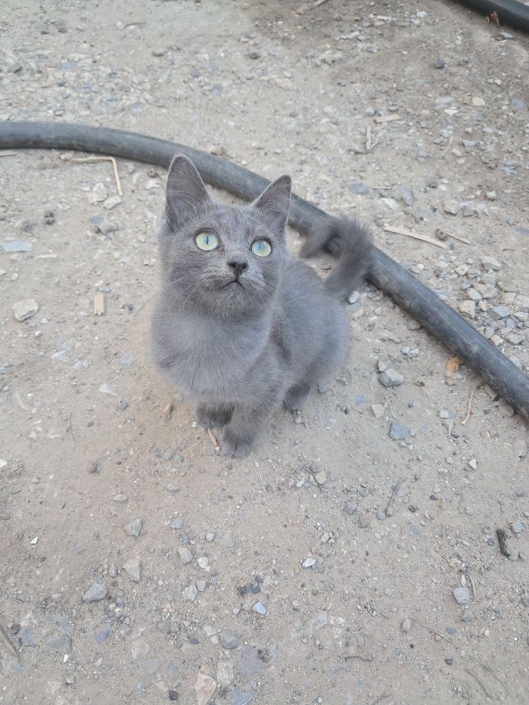 Котята привезем.