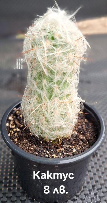 Предлагам стайни растения