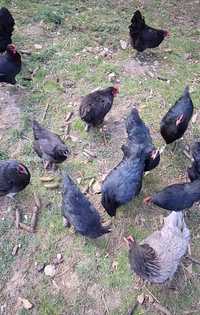 Găini australorp de vânzare