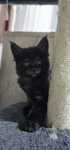 Maine Coon fetita negru argintat
