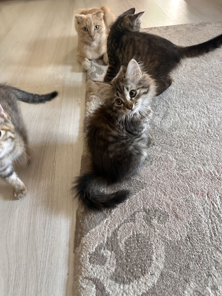 Котята, котики, лапочки