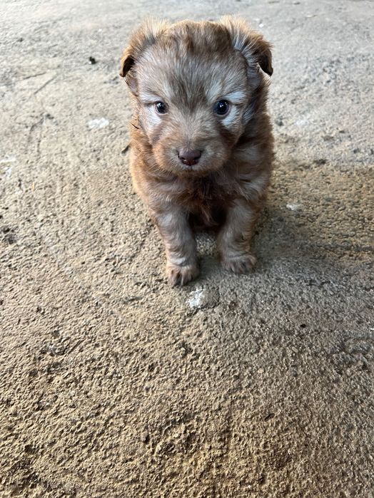 Подарявам три малки кученца на 1 месец