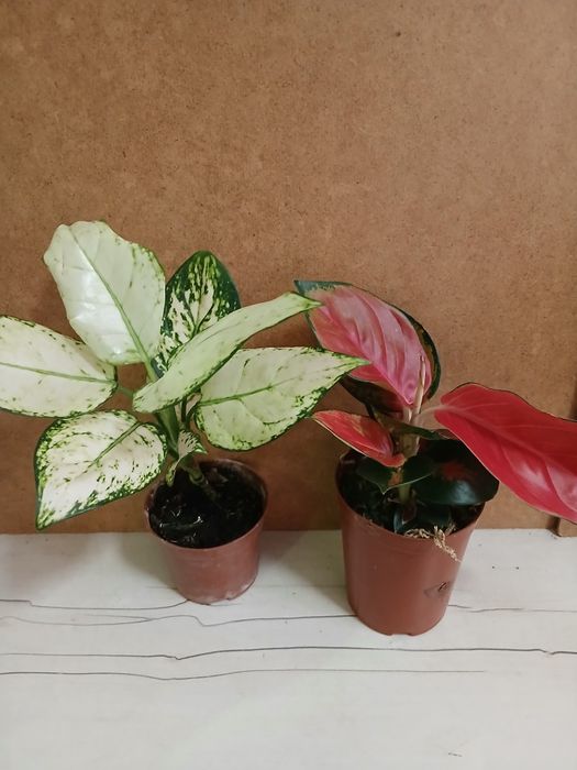 Аглаонема новое поступление